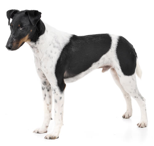 Fox Terrier Smooth Coat Dog Breed Information Purina